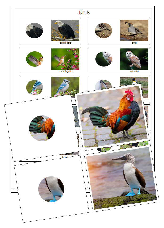 Bird Part to Whole Matching - Montessori Print Shop