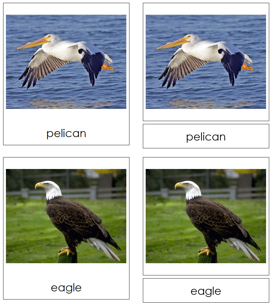 Types of Birds 3-Part Cards by Montessori Print Shop