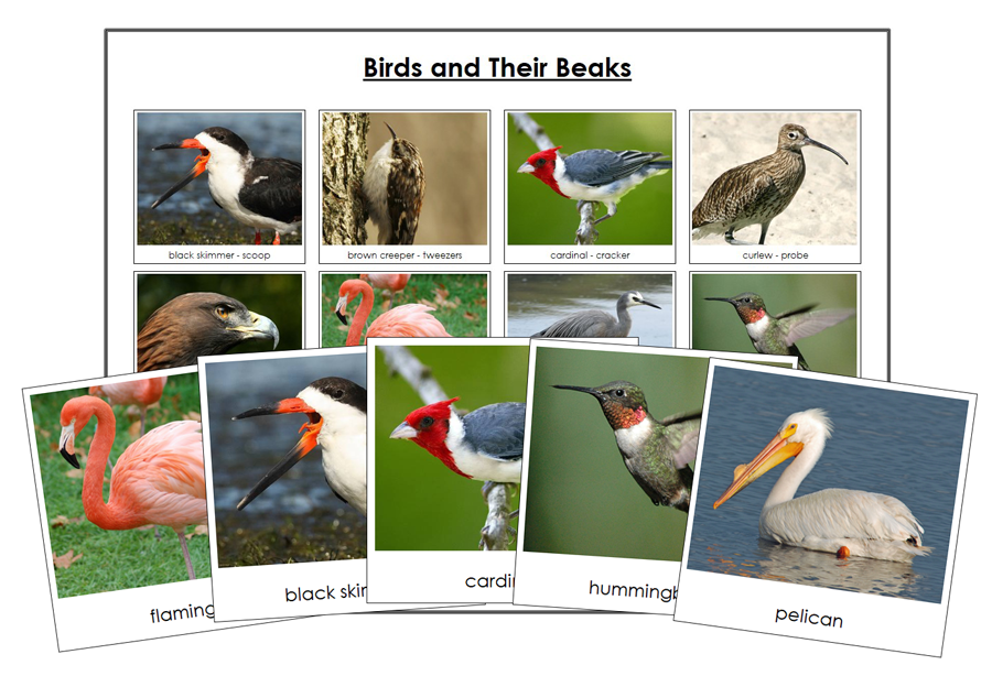 Animal Adaptation: Birds & Their Beaks Matching Cards - Montessori Print Shop Digital Download
