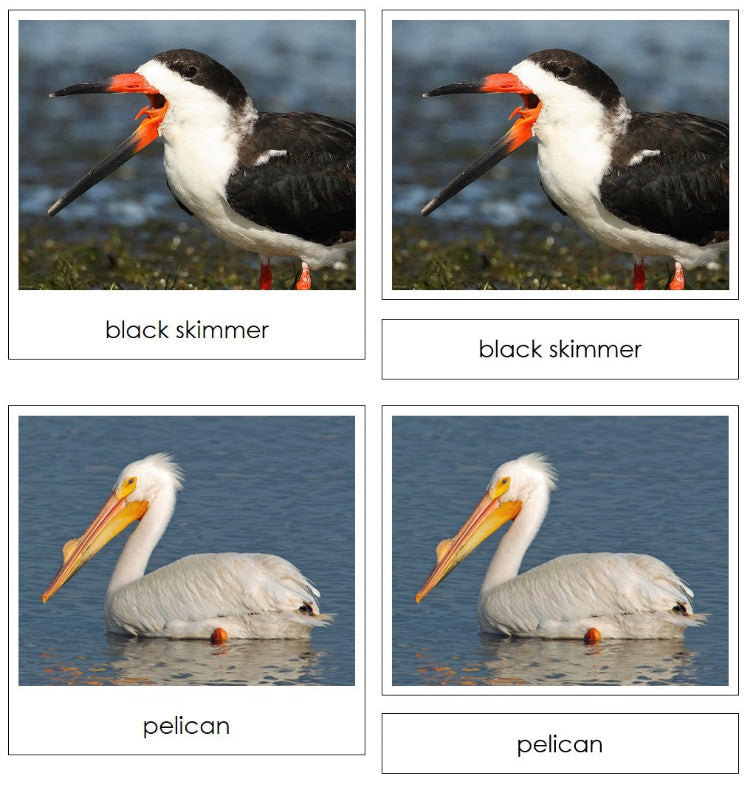 Animal Adaptation: Birds & Their Beaks Matching Cards - Montessori Print Shop Digital Download