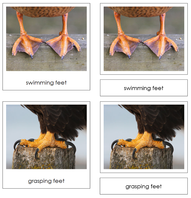 Birds and Their Feet