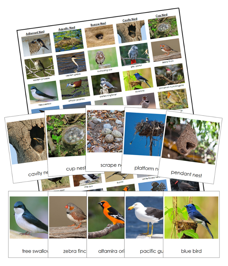 Birds And Their Nests Information and Matching Cards - Montessori Print Shop Digital Download 