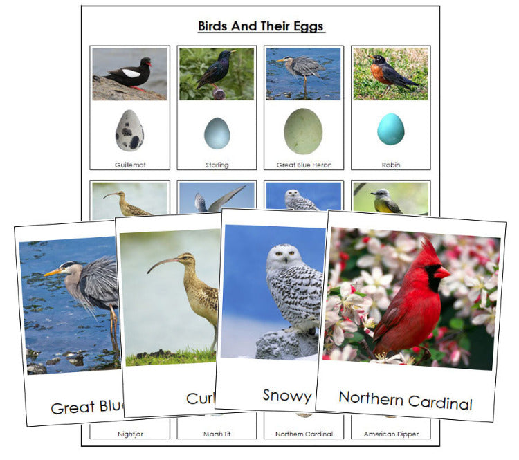 Birds And Their Eggs Matching Cards & Chart - Montessori Print Shop Digital Download