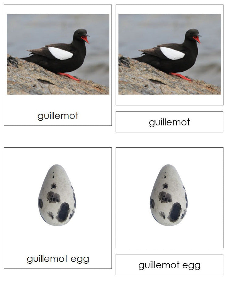 Birds And Their Eggs Matching Cards & Chart - Montessori Print Shop Digital Download