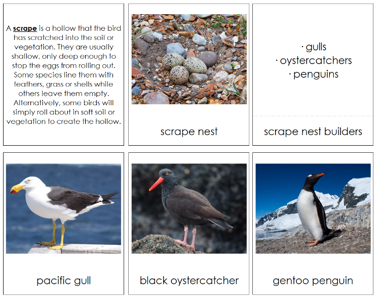 Birds And Their Nests Information and Matching Cards - Montessori Print Shop Digital Download 