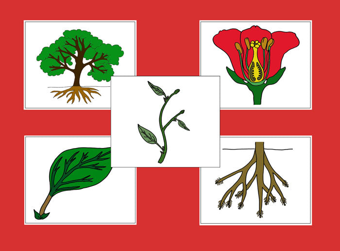 Botany Nomenclature Bundle (Red) Set 1 - Montessori Print Shop