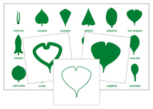 Montessori Botany Cabinet Cards & Control Chart - Montessori Print Shop