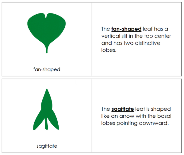 Botany Cabinet Leaf Shapes Book - Montessori Print Shop Digital Download