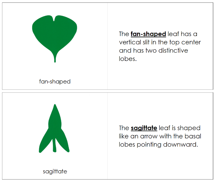 Botany Cabinet Leaf Shapes Book - Montessori Print Shop Digital Dow