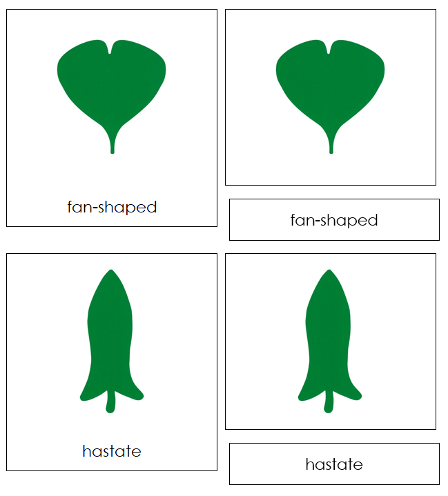 Botany Cabinet Leaf Shape Cards - Montessori Print Shop