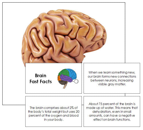Fast Factst Science Fast Facts - Montessori Print Shop