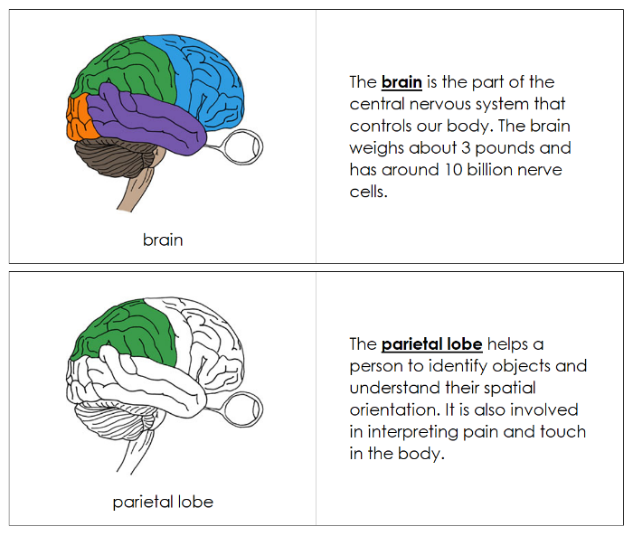 Parts of a Brain Nomenclature Book - Montessori Print Shop Digital Download