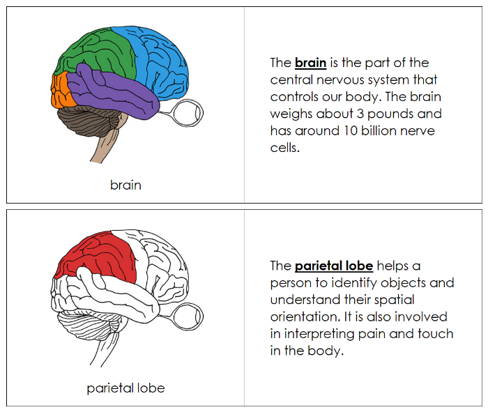 Parts of a Brain Nomenclature Book (red) - Montessori Print Shop Digital Download
