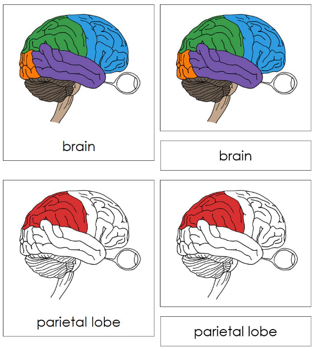 Parts of a Human Brain Nomenclature Cards (red) - Montessori Print Shop Digital Download