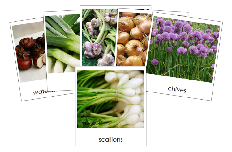 Types of Bulb Vegetables Classified Cards - Montessori Print Shop Digital Download