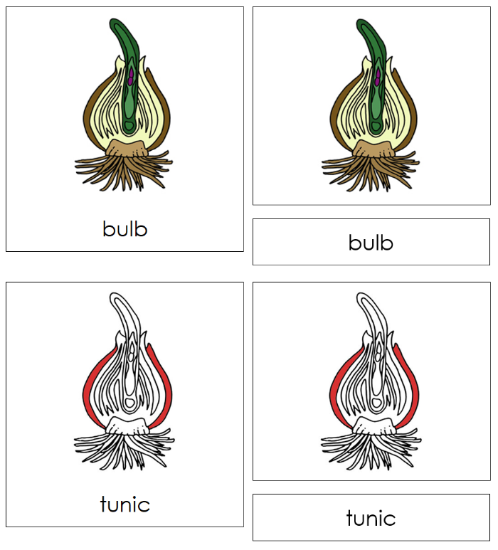 Botany Nomenclature Bundle (Red Highlights) - Set 2