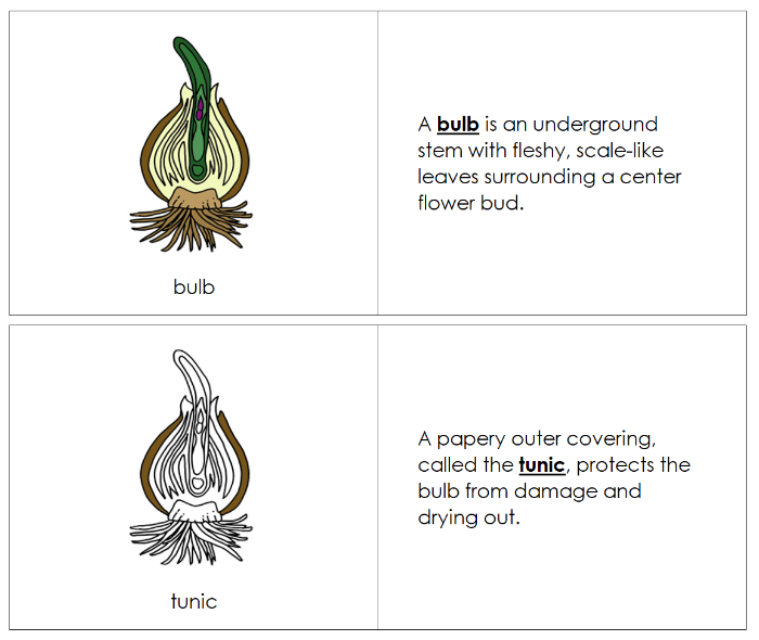 Parts of a Bulb Nomenclature Book - Montessori Print Shop Digital Download