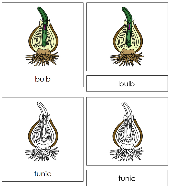 Botany Nomenclature Bundle Set 2 - Montessori Print Shop Digital Download