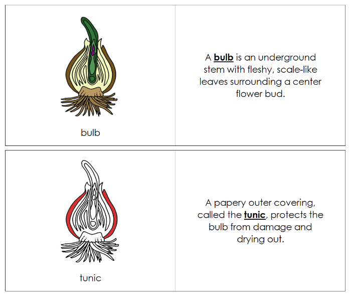 Parts of a Bulb Nomenclature Book (red) - Montessori Print Shop Digital Download