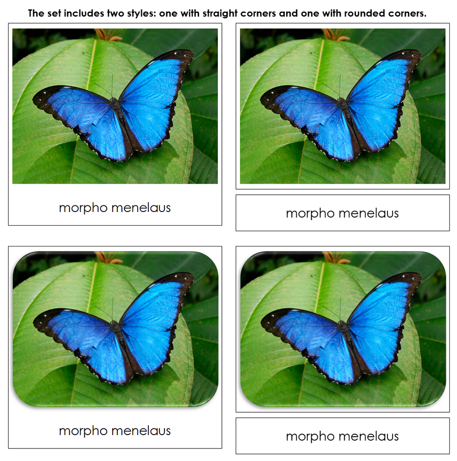 Butterflies Safari Toob Cards - Montessori Print Shop
