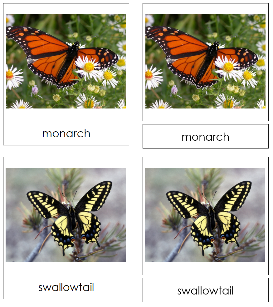 Types of Butterflies 3-Part Cards by Montessori Print Shop