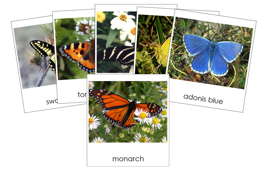Types of Butterflies 3-Part Cards by Montessori Print Shop
