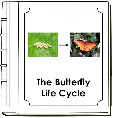 Butterfly Life Cycle Nomenclature Book - Montessori Print Shop Digital Download