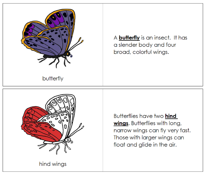 Parts of a Butterfly Nomenclature Book (red) - Montessori Print Shop Digital Download