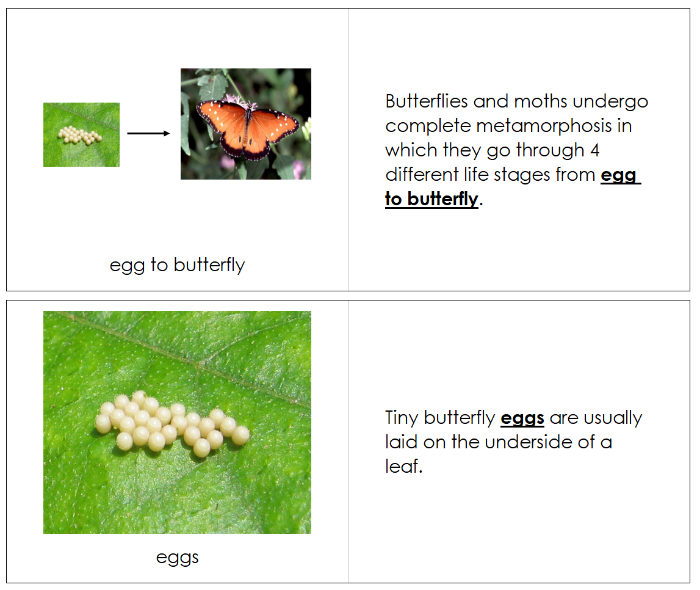 Butterfly Life Cycle Nomenclature Book - Montessori Print Shop Digital Download