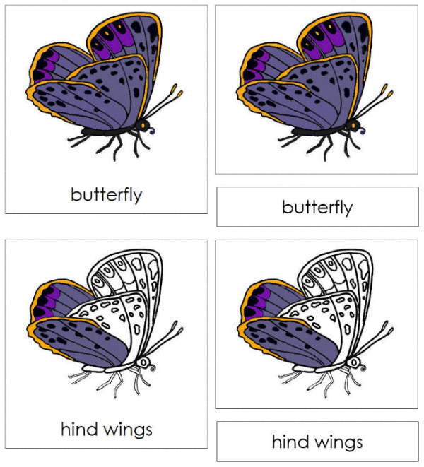 Parts of a Butterfly 3-Part Nomenclature Cards by Montessori Print Shop