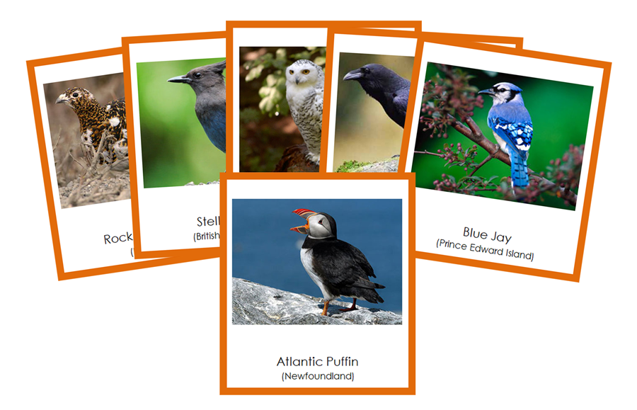 Provincial & Territorial Birds of Canada 3-Part Cards (color coded) by Montessori Print Shop