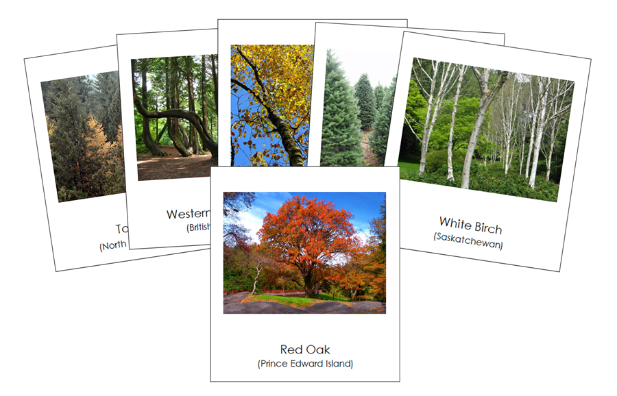 Provincial & Territorial Trees of Canada 3-Part Cards by Montessori Print Shop