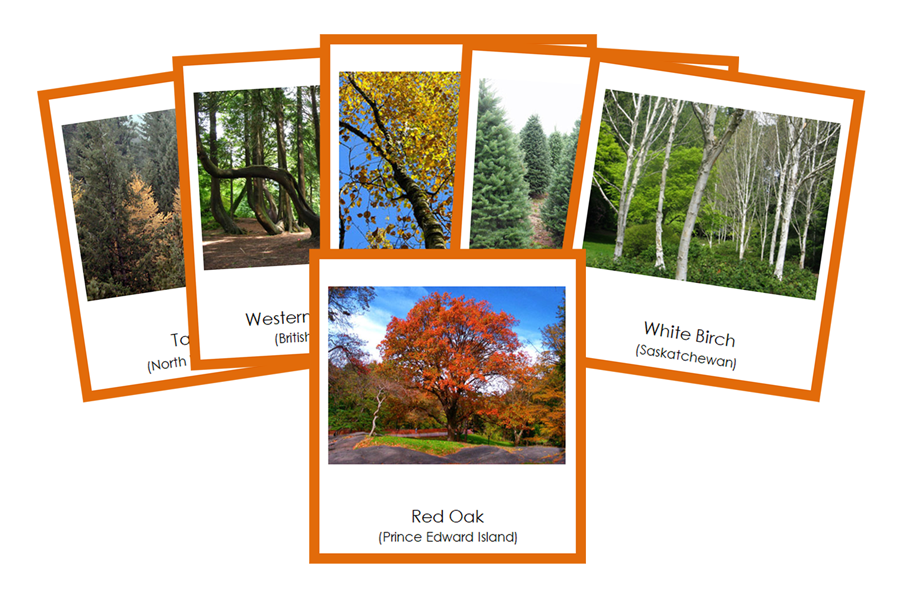 Provincial & Territorial Trees of Canada 3-Part Cards (color coded) by Montessori Print Shop