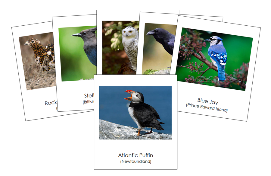 Provincial & Territorial Birds of Canada 3-Part Cards by Montessori Print Shop