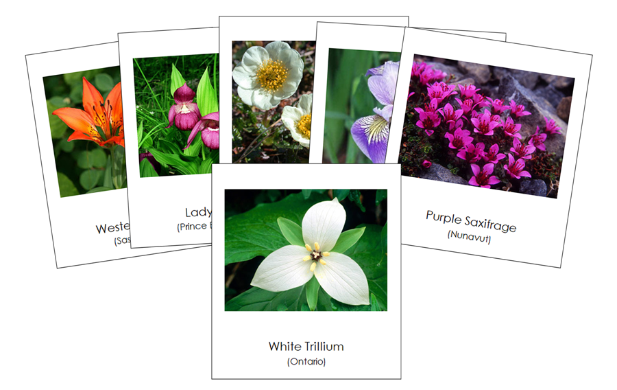 Flowers of Canada 3-Part Cards by Montessori Print Shop