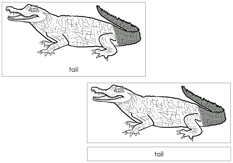 Caiman Nomenclature Cards by Montessori Print Shop