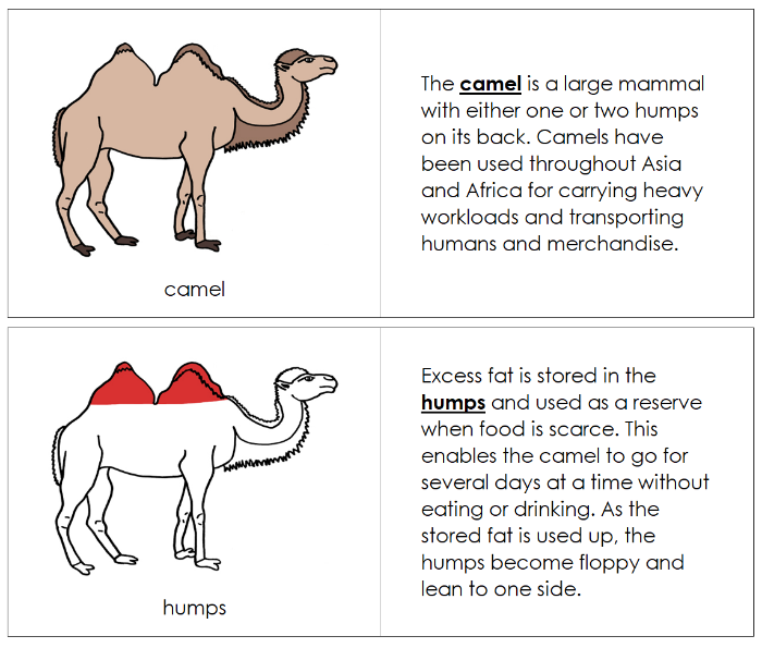 Camel Nomenclature Book (red) - Montessori Print Shop Digital Download
