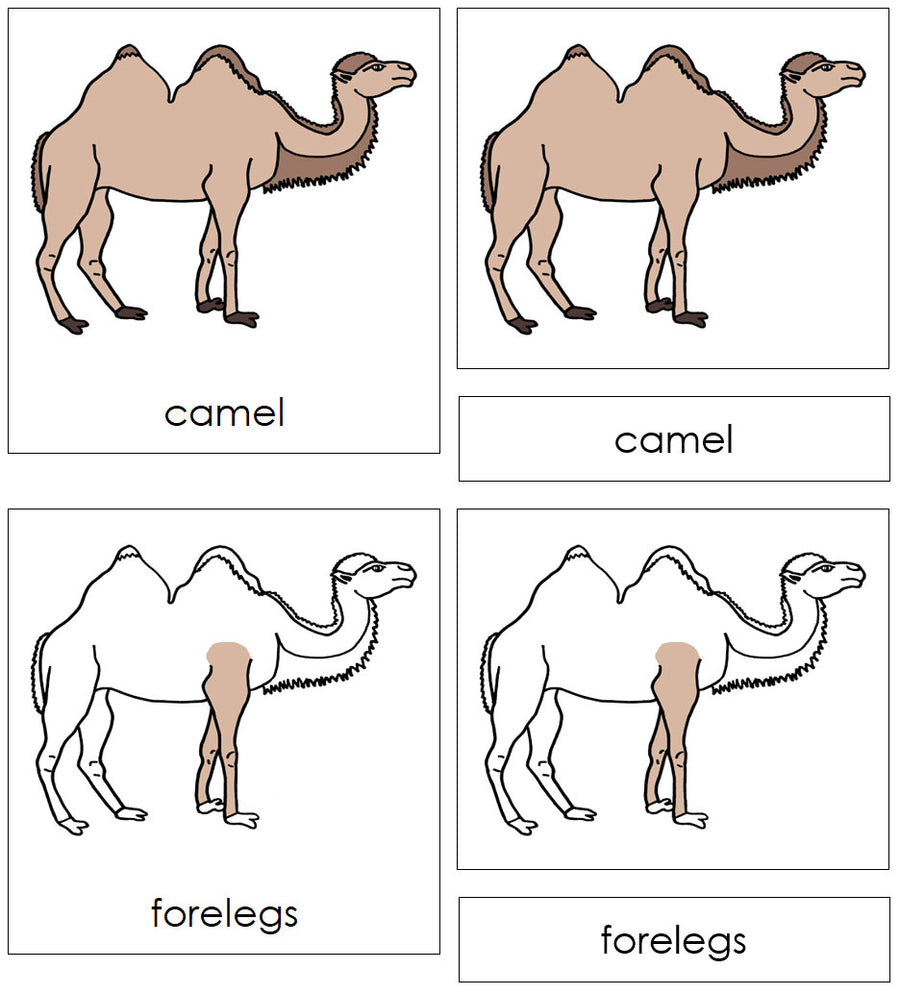 Parts of a Camel 3-Part Nomenclature Cards by Montessori Print Shop