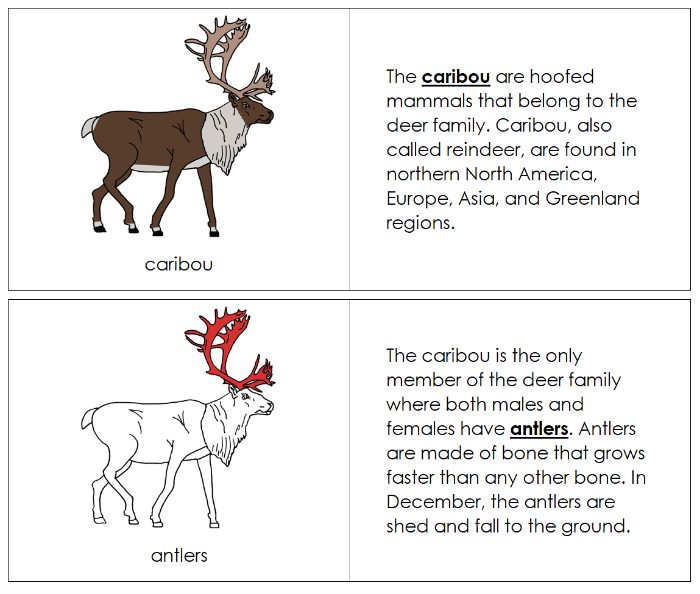 Parts of a Caribou Nomenclature Book (red) - Montessori Print Shop Digital Download