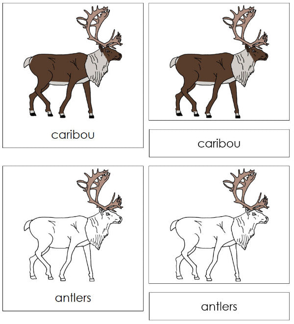 Parts of a Caribou 3-Part Nomenclature Cards by Montessori Print Shop
