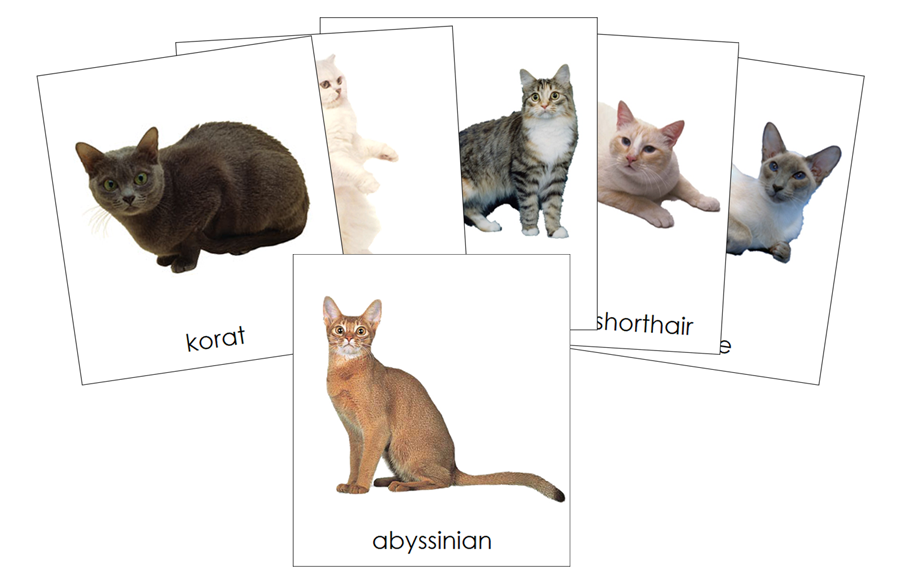 Types of Domestic Cats 3-Part Cards by Montessori Print Shop