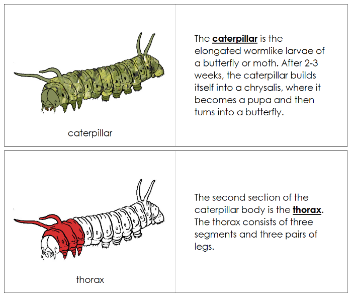 Parts of a Caterpillar Nomenclature Book (red) - Montessori Print Shop Digital Download