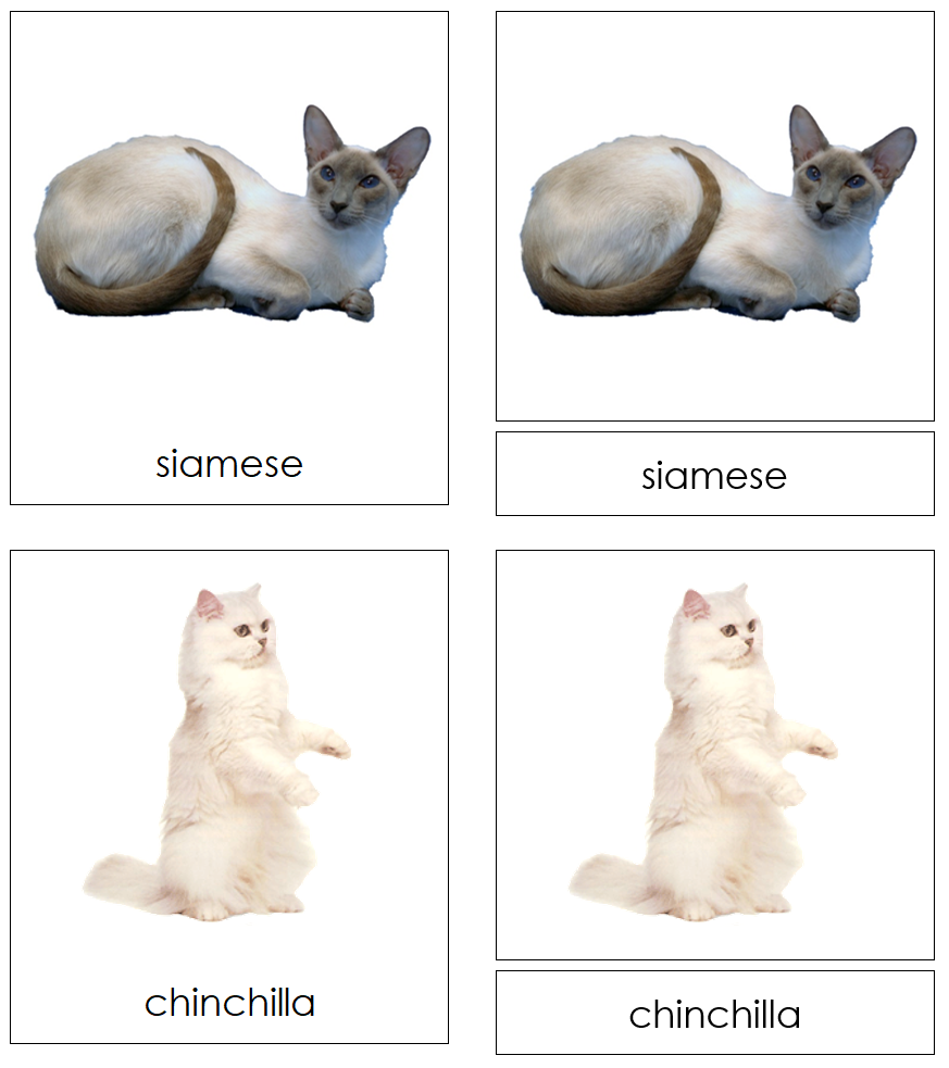Types of Domestic Cats 3-Part Cards by Montessori Print Shop