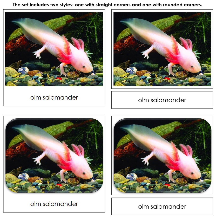 Cave Dwellers Safari Toob Cards - Montessori Print Shop