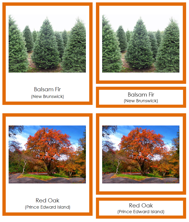 Provincial & Territorial Trees of Canada 3-Part Cards (color coded) by Montessori Print Shop