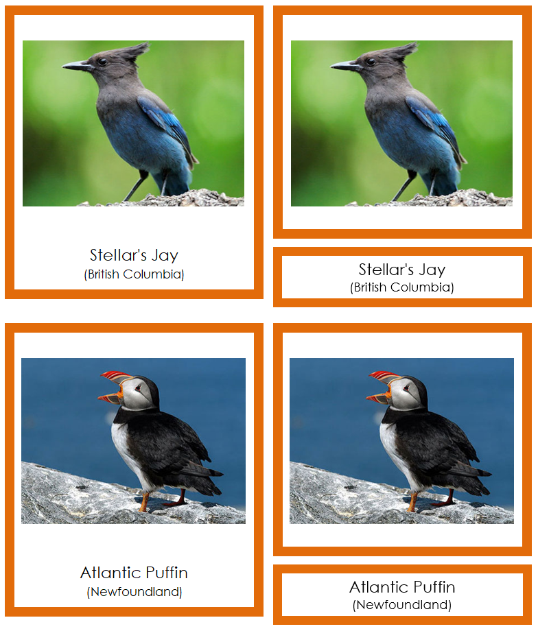 Provincial & Territorial Birds of Canada 3-Part Cards (color coded) by Montessori Print Shop