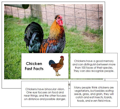 Chicken Fast Facts & Pictures - Montessori Print Shop