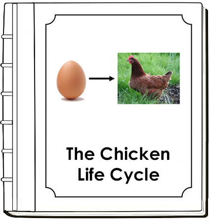 Chicken Life Cycle Book - Montessori Print Shop Digital Download