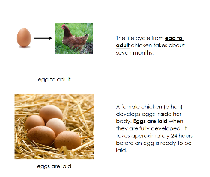 Chicken Life Cycle Book - Montessori Print Shop Digital Download