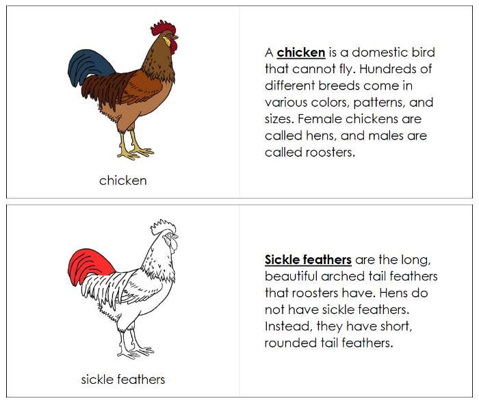 Chicken Nomenclature Book (red) - Montessori Print Shop Digital Download